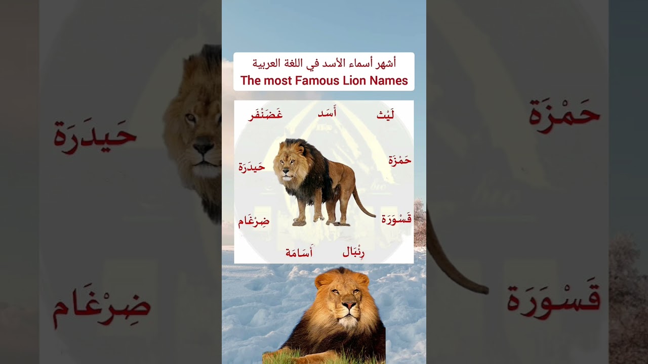 أسماء الأسد في اللغة العربية