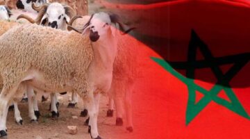 موعد إجازة عيد الأضحى 2024 في المغرب