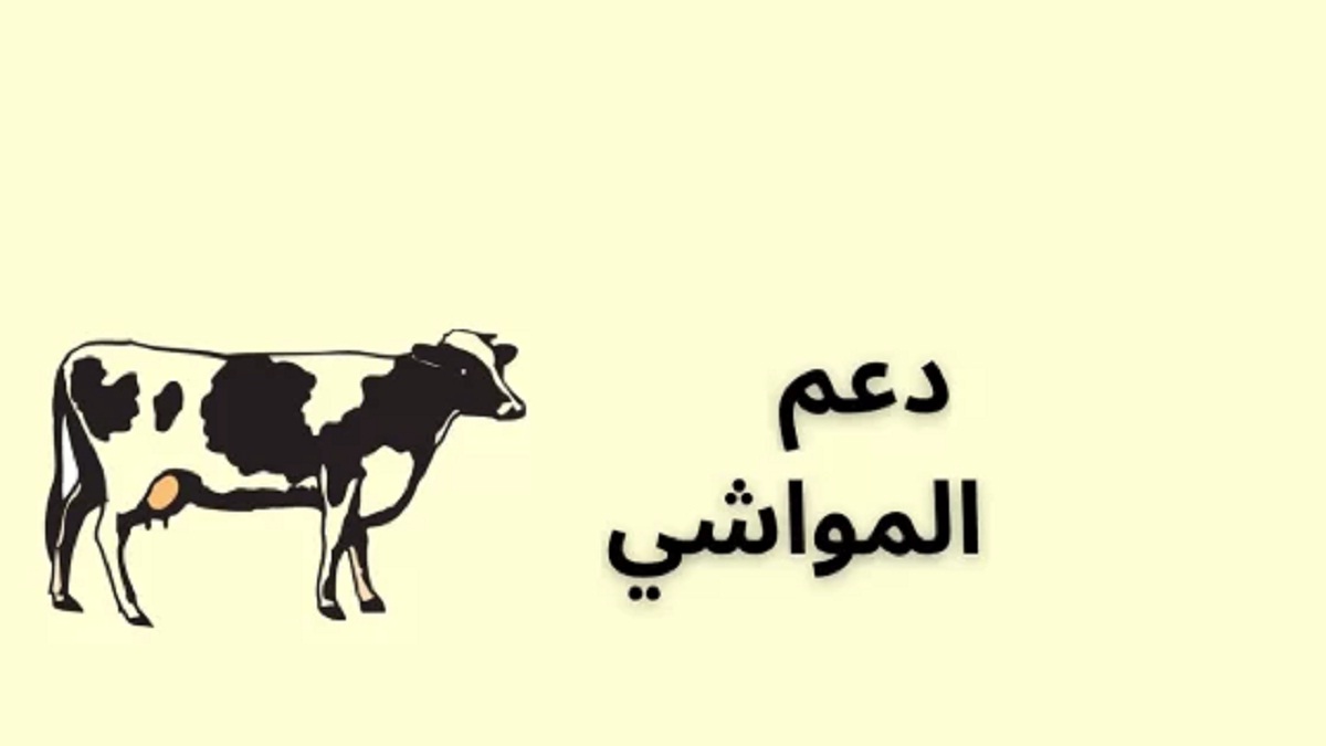 موعد نزول دعم المواشي شهر أغسطس