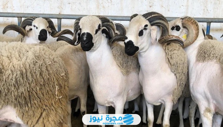 التسجيل في الجمعية الوطنية لمربي الأغنام