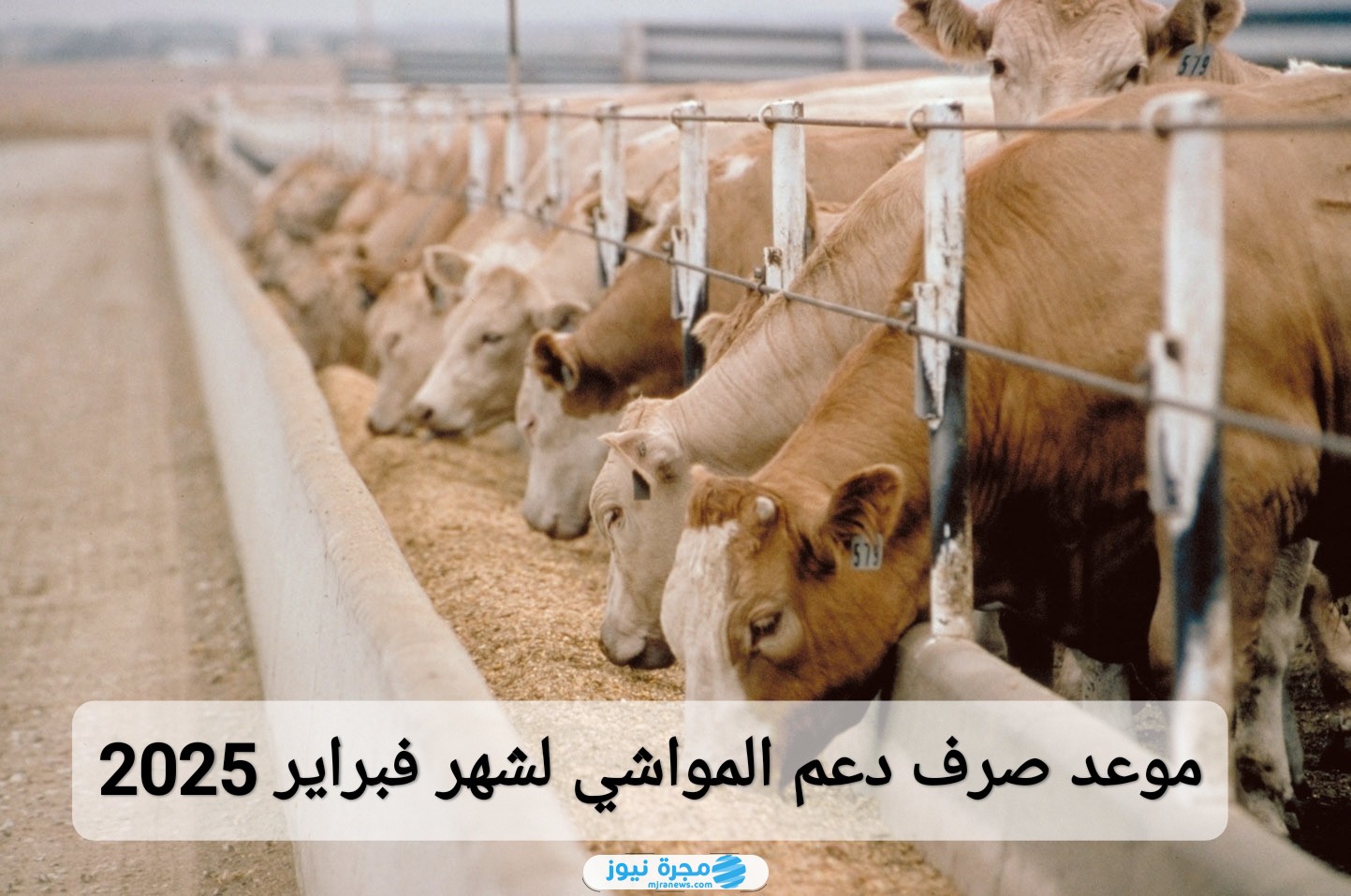 موعد صرف دعم المواشي لشهر فبراير 2025