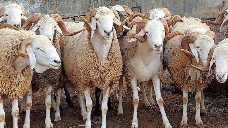 أسعار الأغنام في السعودية 2025 قبل عيد الأضحى