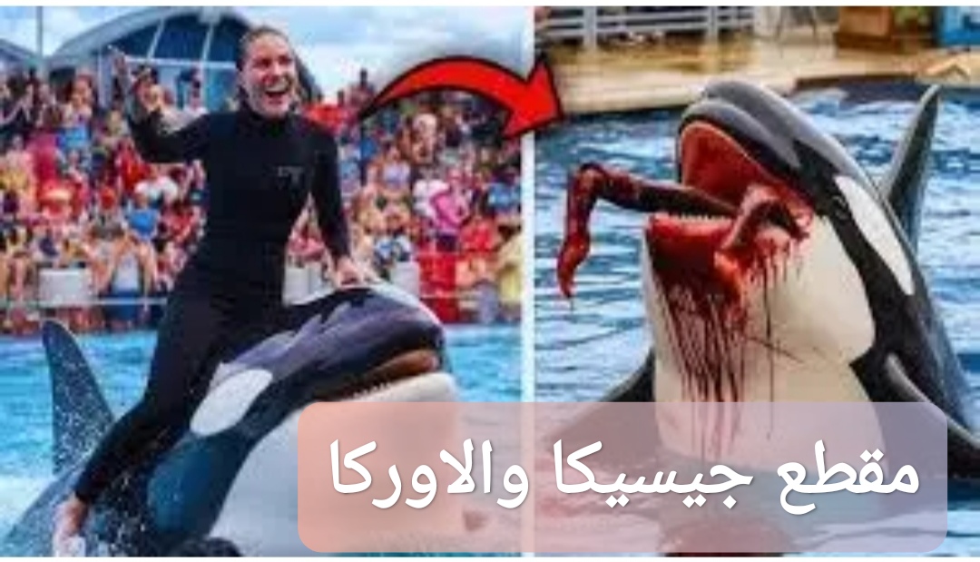 مقطع جيسيكا والاوركا