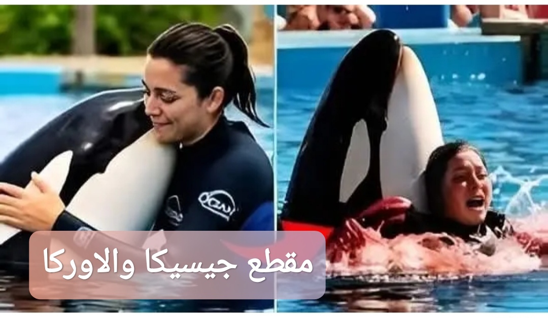مقطع جيسيكا والاوركا
